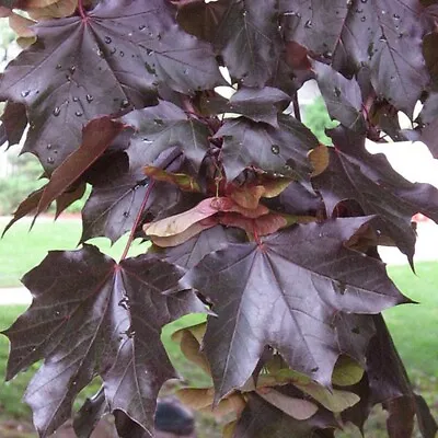 FAST GROWING TREE | Crimson King Norway Maple Seeds | Acer Platanoides  | 10-100 • $4.25