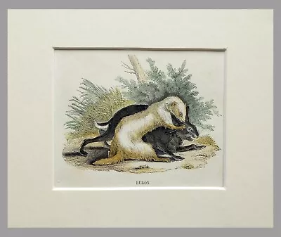 £24.53 • Buy (P1) 1863 Original Antique Engraving Hand Colored MAMMALS  (05145)