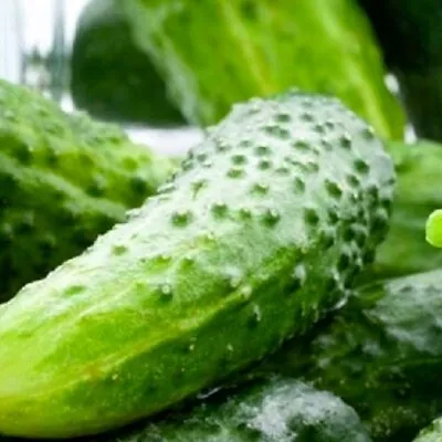 $200 • Buy Boston Pickling Cucumber Seeds  | NON-GMO | Heirloom | Fresh Garden Seeds