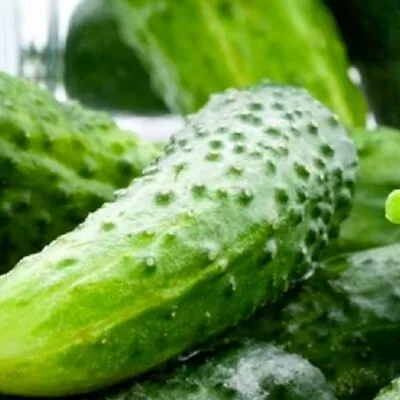 Boston Pickling Cucumber Seeds  | NON-GMO | Heirloom | Fresh Garden Seeds • $1.60