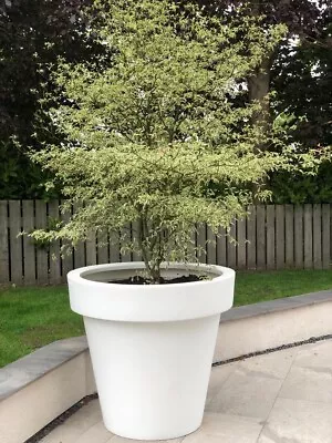 100cm Big Plant Pots WHITE Extra Large In/outdoor MASSIVE Garden Tree Planter • £299