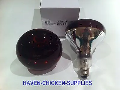 £9.99 • Buy 250w RUBY INFRARED BROODER BULB HEAT LAMP CHICKS LAMB PUPPIES REPTILE  LIVESTOCK