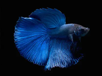 Blue Half Moon Male Siamese Fighting Fish Betta Splendens 4cm • £30