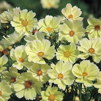 Cosmos SUNSET YELLOW Great Cut Flowers & Containers Non-GMO 100 Seeds • $3.98