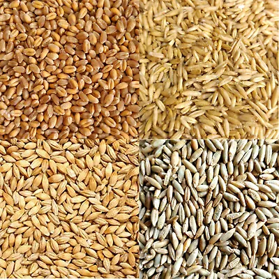 £2.29 • Buy Organic Oat, Barley, Rye, Wheatgrass Grain Seeds -juicing Sprouting Cat Grass 