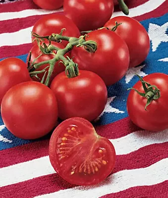 50+ Seeds FOURTH OF JULY TOMATO Vegetable Garden Planting Tomatoe USA • $3.66