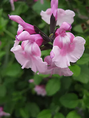 3x Salvia Angel Wings Plug Plants Two-tone Pink Flowers Perennial Sage • £9.95