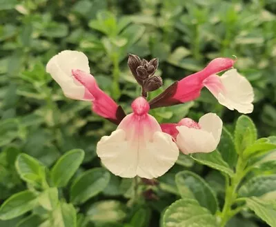 Salvia Cuello Cream Pink  - 3 X 4cm Plug Plants • £8.97