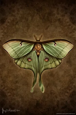 Steampunk Luna Moth By Brigid Ashwood Cool Wall Decor Art Print Poster 12x18 • $10.98