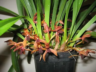 Orchid Plant  Maxillaria Meleagris • $19