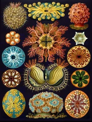Nature Art Haeckel Ernst Plankton Sea Biology Germany Vintage Poster Print12*16 • $8.99