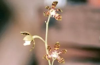 Encyclia Boothiana 2  Pot NICE SPECIES • $40