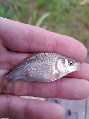 Common/Mirror/Ghost Carp. 2- 3 Inch Pond Fish • £1