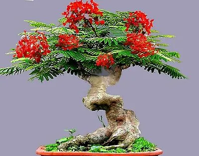 ROYAL POINCIANA RED FLAME TREE SEEDS Delonix Regia Tropical Flamboyant Flower • $6.95