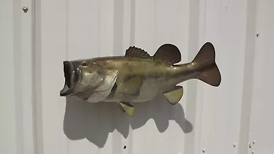 19  Largemouth Bass Two Sided Fish Mount Replica - Quick Production • $209