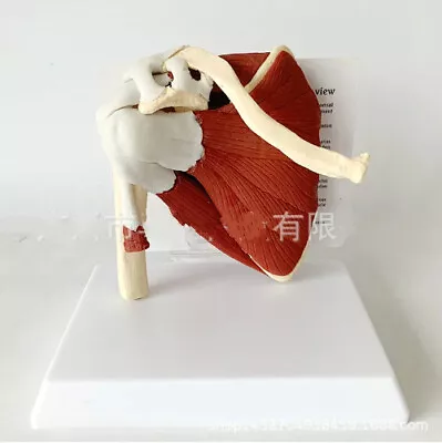 Human Skeleton Scapula Clavicle Muscle Model Joint Functional Ligament Teach Aid • $78.99