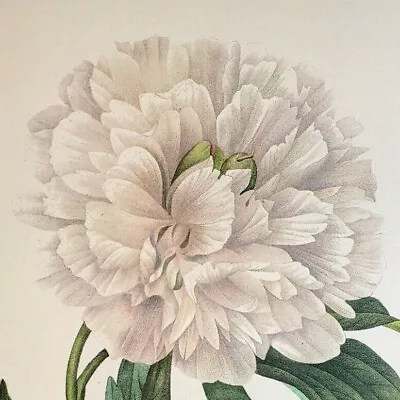 P. J. Redoute Flowers PAEONIA OFFCINALIS Botanical Art Prin Book Plate 102 • $13.59