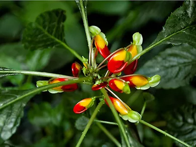 Impatiens Niamniamensis | Parrot Plant | Plug Plant • £8.99