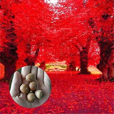 Red Oak Tree Seeds For Planting | 5 Seeds | Highly Prized For Bonsai Red Oak Tr • $9.99