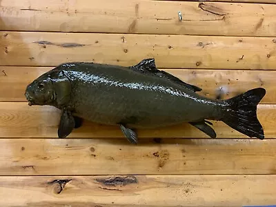 Real Skin Mount Carp Rough Fish Sucker Buffalo Catfish Taxidermy FC4 • $379