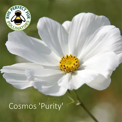 50 Purity White Cosmos Seeds • £2.39