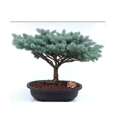 Globe Blue Spruce Outdoor Bonsai Tree Picea Pungens Globosa 4 Yo 21  H Great Gif • $885.95