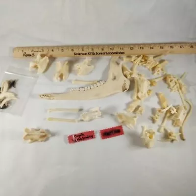 Raccoon And Coyote Bones Vertebrae Jaw Teeth Mix Of Species Cleaned And White • $37.99