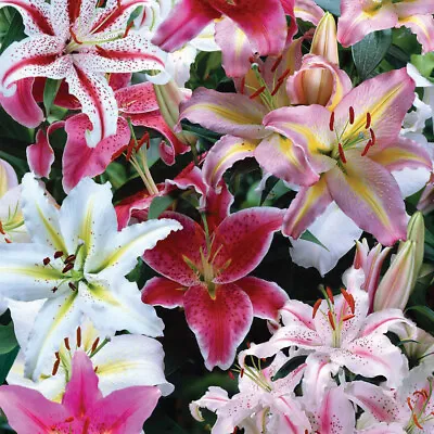 T&M Oriental Lily Collection Hardy Perennial Garden Flowering Bulbs • £12.99