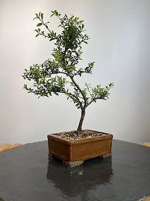 Way Of Life Bonsai Tree Japanese Holly - FREE UK DELIVERY/ NARUKO • £99.99
