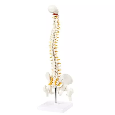 45cm Tall Human Vertebral Column Anatomy Spine Model For Chiropractor And Osteop • $149.09