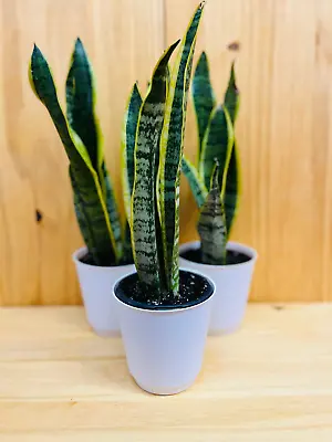 Snake Plant 4” Includes White Cover Pot • $19.99