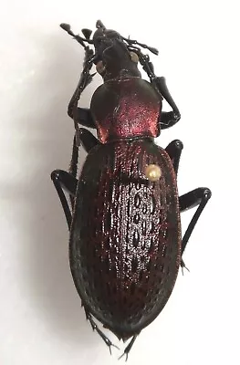 Coptolabrus Smaraginus Branickii Mt. Chamusan N. Korea #17G Scaphinotus Carabus • $20