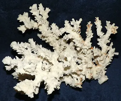 Natural White Dried Ocean Sea Coral Aquarium Nautical Beach Decoration  • $99.95