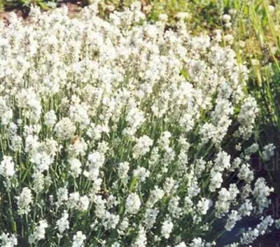 Lavender White Ellagance 'Snow White' Perennial Plug Plants Pack X6  • £6.95