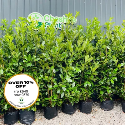 6-7ft Laurel Hedging X 10 For £649 FREE DELIVERY • £649