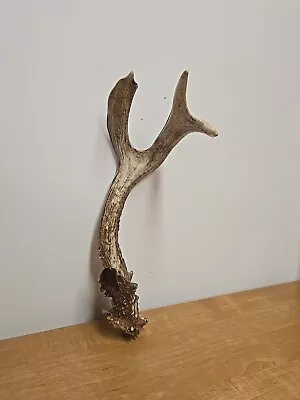 Unique 4 POINT  Wild Whitetail Deer Shed Antler Horns Taxidermy Elk  Crafts  • $8.99