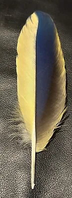 Rare Blue & Gold Macaw Feather Naturally Molted. • $50