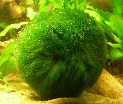 Marimo Moss 30 Balls 1inch And 30 Balls 0.5 Inch Live Plant Aquarium Tank In USA • $450