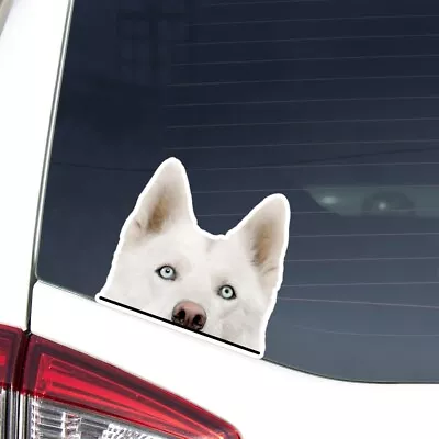£7.56 • Buy Peeking White Husky Head Face Car Sticker / Vinyl Waterproof Decal Bumper Window