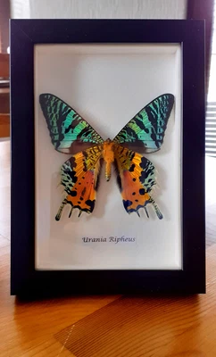 £28 • Buy Large Urania Ripheus Madagascar Moth Butterfly Shadow Box Frame Real Insect UR2