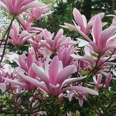 Magnolia Betty 5L Pot Deciduous Tree / Shrub Beautiful Pink Flowers • £24.95