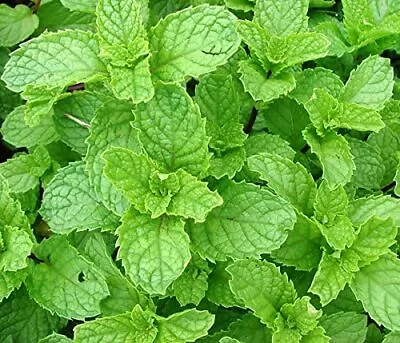 Mint SPEARMINT SPEAR Sweet Herb Spice 215 Seeds!  GroCo Made In US USA • $2.50
