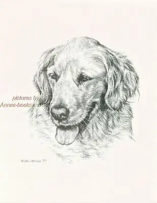 #170 GOLDEN RETRIEVER Dog Art Print * Pen And Ink Drawing By Jan Jellins • $11.95