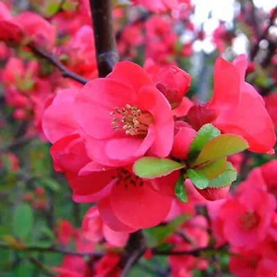 Chaenomeles 'Pink Lady' Japanese Quince Flowering Shrub | 15-30cm (incl. Pot) • £9.99