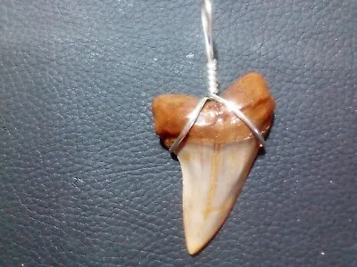 1.9 Gorgeous Golden Mako Sharks Tooth Pendant With Sterling Silver Hand Wrap • $24.99
