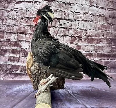 Crowing Taxidermy Black Polish Bantam Rooster Full Body Mount Real Beautiful Hen • $300