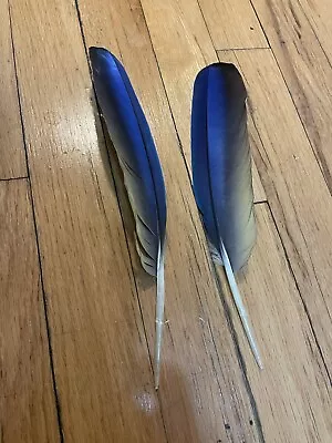 Feathers From Blue And Gold Macaw • $15