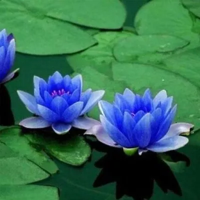 Water Lillies Egyptian Blue Water Lily Garden Pond Plants • £8.95
