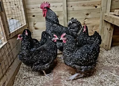 12 X Cuckoo Marans Large Fowl Hatching Eggs • £20