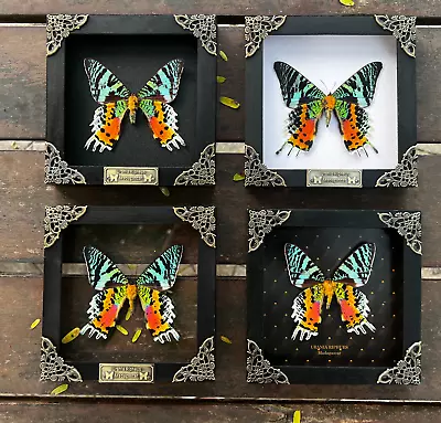 Real Framed Sunset Butterfly Moth Black Shadow Box Insect Bug Gothic Home Decor • $54